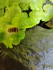 Sparnopolius confusus