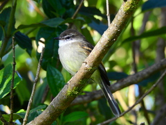 Mecocerculus leucophrys