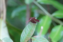 Neurothemis fluctuans