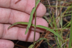 Eupatorium leucolepis