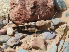 Leprus