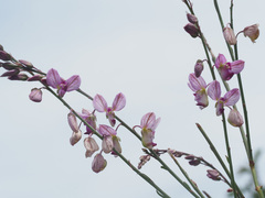 Polygala hottentotta