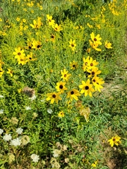 Coreopsis tripteris