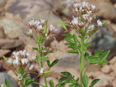 Polanisia dodecandra trachysperma