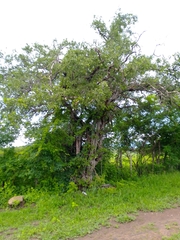 Sarcomphalus amole