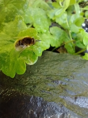 Sparnopolius confusus