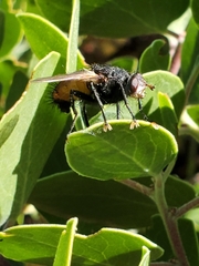Tachina
