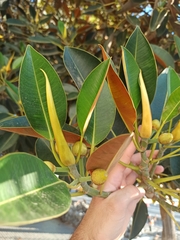 Ficus macrophylla