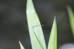 Ceriagrion cerinorubellum