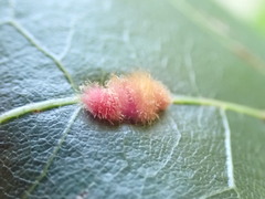 Cynipoidea