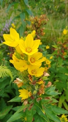 Lysimachia punctata