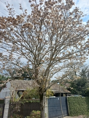 Tabebuia roseoalba