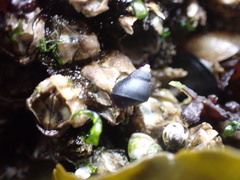 Littorina scutulata