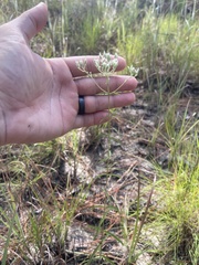 Eupatorium leucolepis