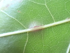 Cynipoidea