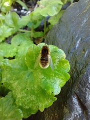 Sparnopolius confusus