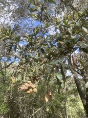 Quercus castanea