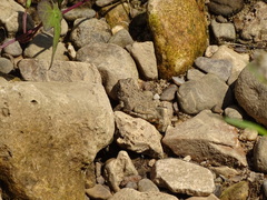 Anaxyrus americanus charlesmithi