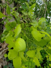 Sarcomphalus amole