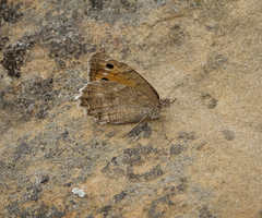 Pseudochazara pelopea