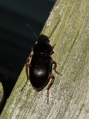 Pseudoophonus