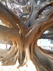 Ficus macrophylla
