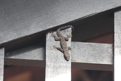 Hemidactylus platyurus