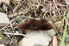 Panyapedaliodes drymaea