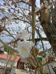 Tabebuia roseoalba