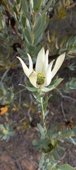 Leucadendron foedum