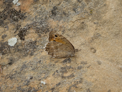 Pseudochazara pelopea