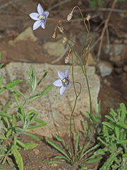 Wahlenbergia krebsii