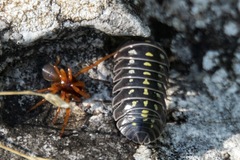 Armadillidium klugii