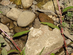Anaxyrus americanus charlesmithi