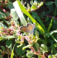 Brephidium exilis