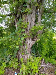 Sarcomphalus amole