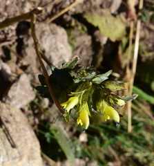 Rhinanthus glacialis