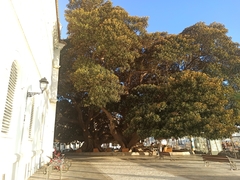 Ficus macrophylla