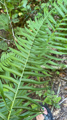 Homalosorus pycnocarpos