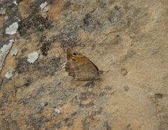 Pseudochazara pelopea