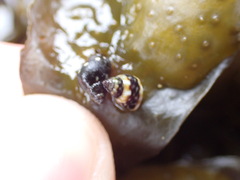 Littorina