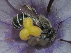 Osmiini