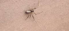 Zygiella x-notata