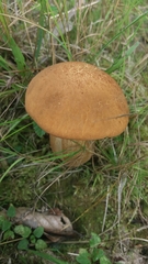 Leccinum albostipitatum