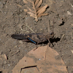 Trimerotropis fontana