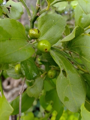 Sarcomphalus amole