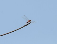 Urothemis signata