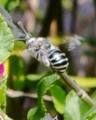 Anthophora marginata