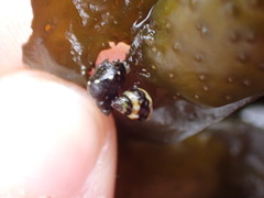 Littorina