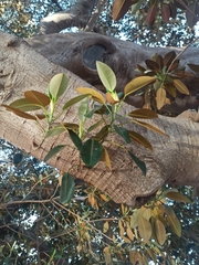 Ficus macrophylla